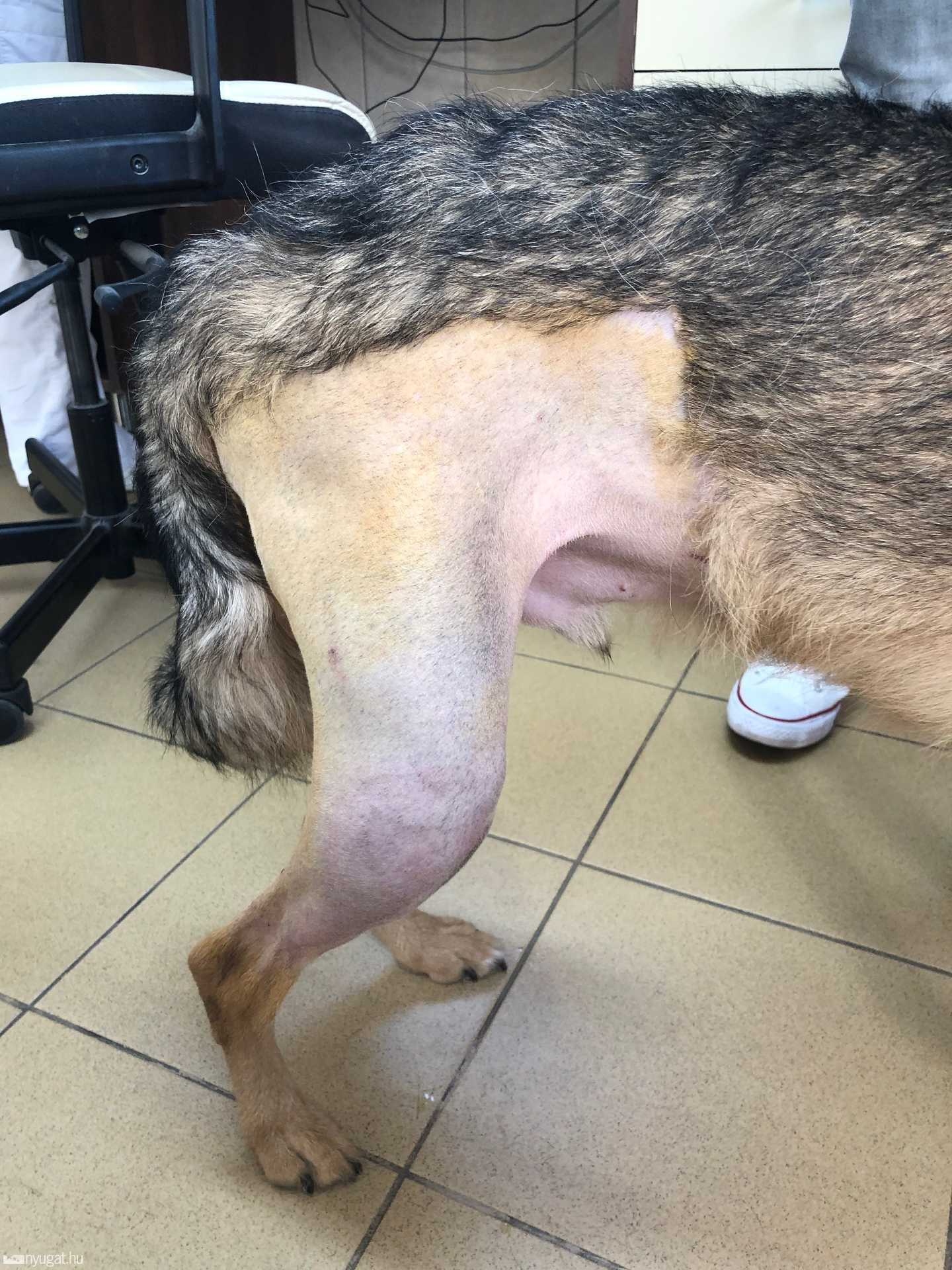 a lábak fáj az ízületekről kineziológiai szalag vállra