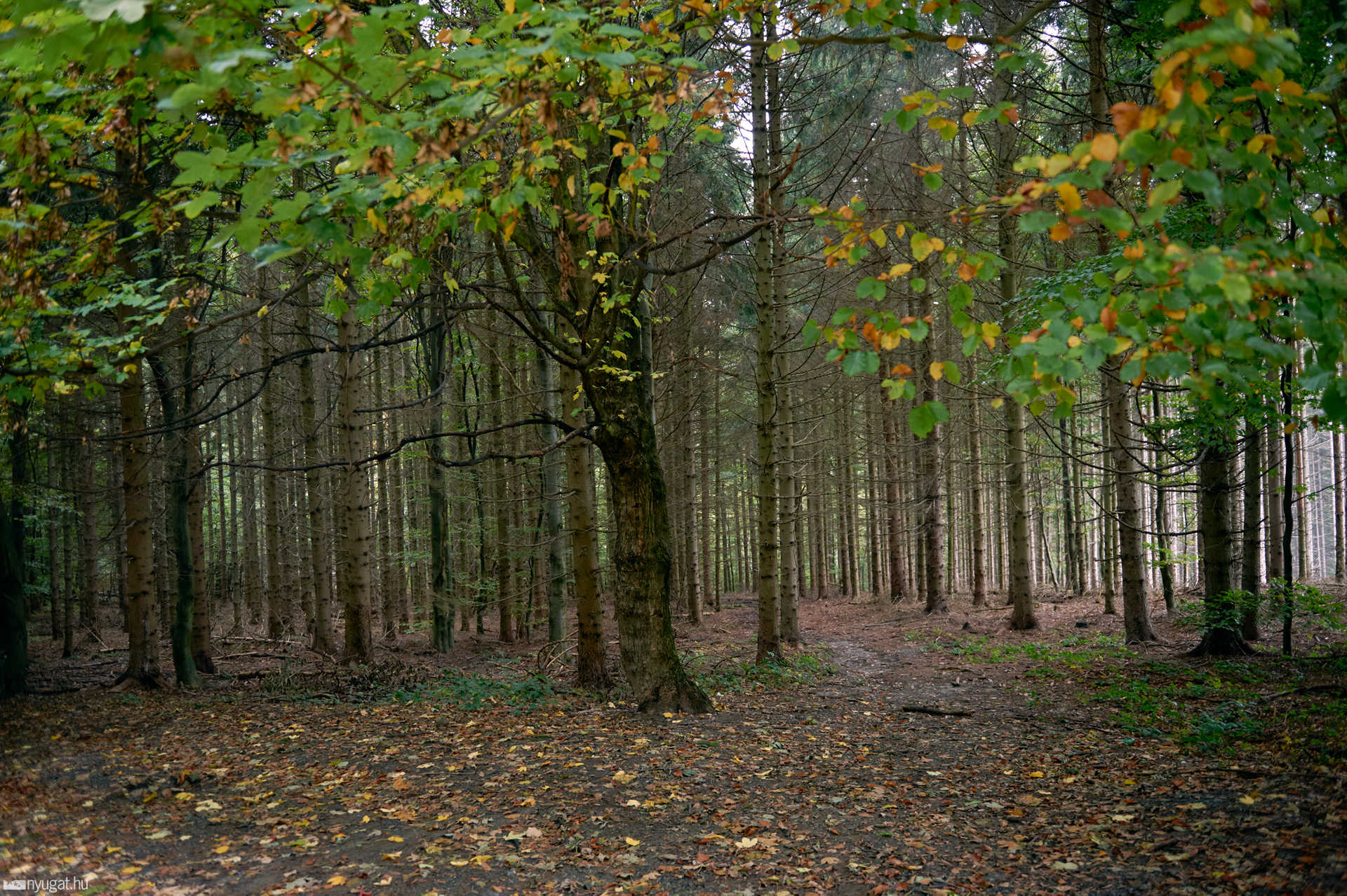 Fogyjon Neckarsulm, Heilbronn, Fekete-erdő