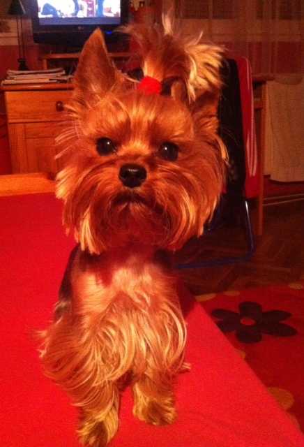 Sophie, 5 &eacute;ves yorkshire terrier