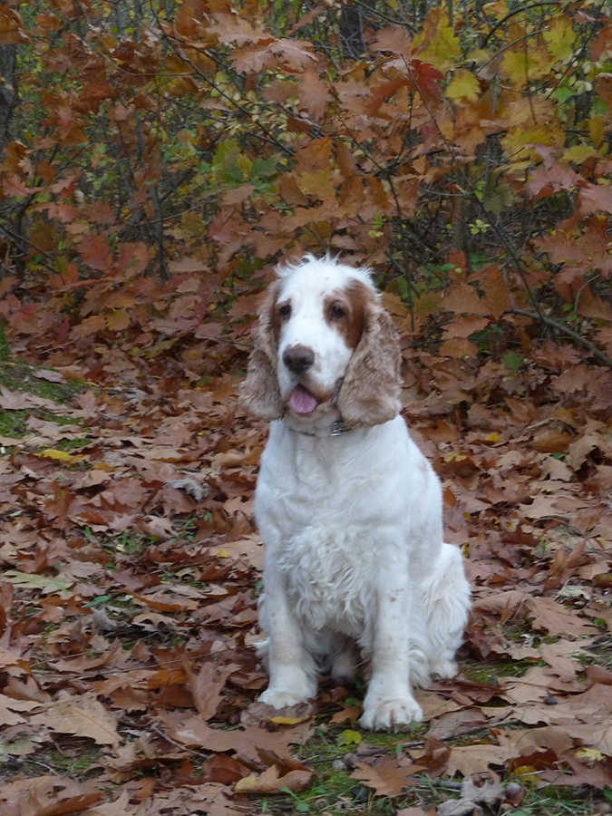 Benji, 9 &eacute;ves sp&aacute;niel