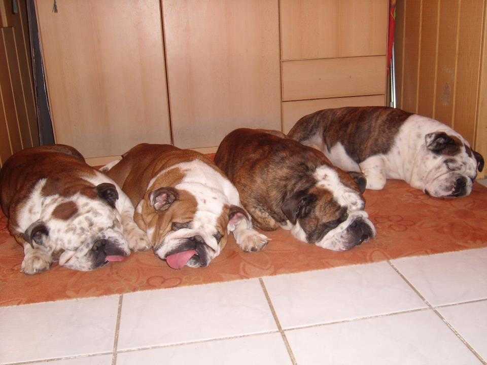 Amoroso, Nana-Della, Archibald &eacute;s Adriano, n&eacute;gy angol bulldog