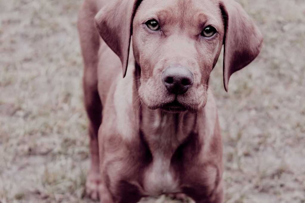 Vit&eacute;z, 7 h&oacute;napos magyar vizsla