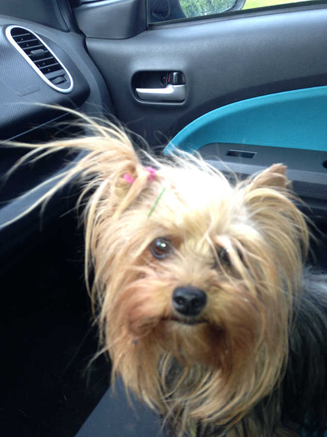 Daisy, 4 &eacute;ves yorkshire terrier