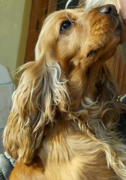 Rozi, 3 &eacute;ves angol cocker sp&aacute;niel
