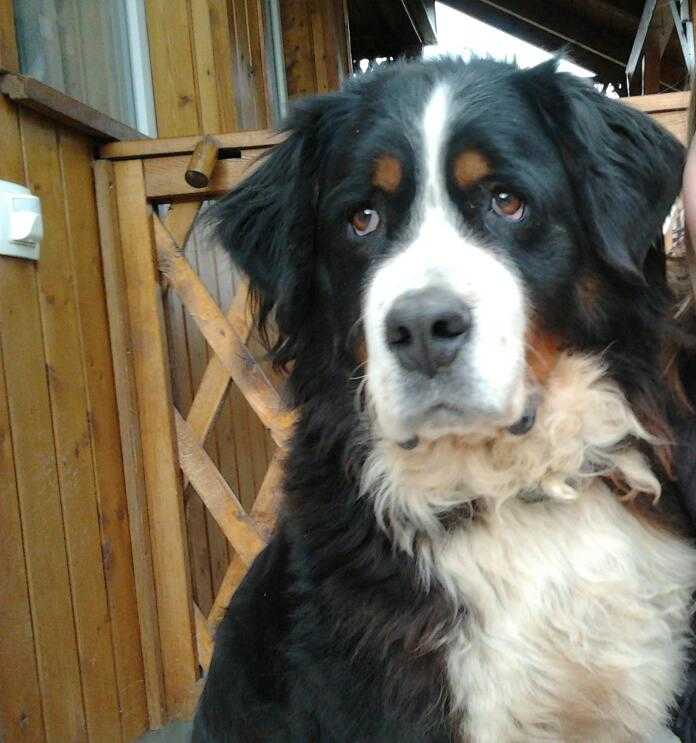L&eacute;da, 8 &eacute;ves berni p&aacute;sztor