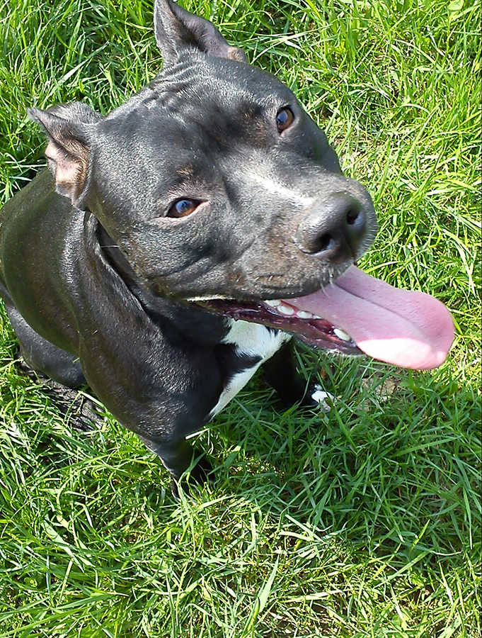 Kira, 2 &eacute;ves pitbull l&aacute;ny