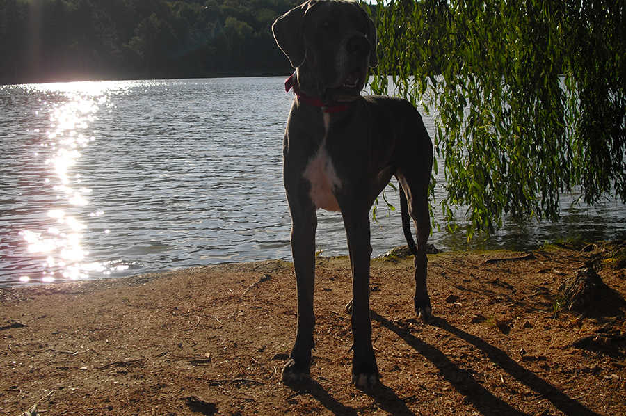 Ria, 2 &eacute;ves n&eacute;met dog
