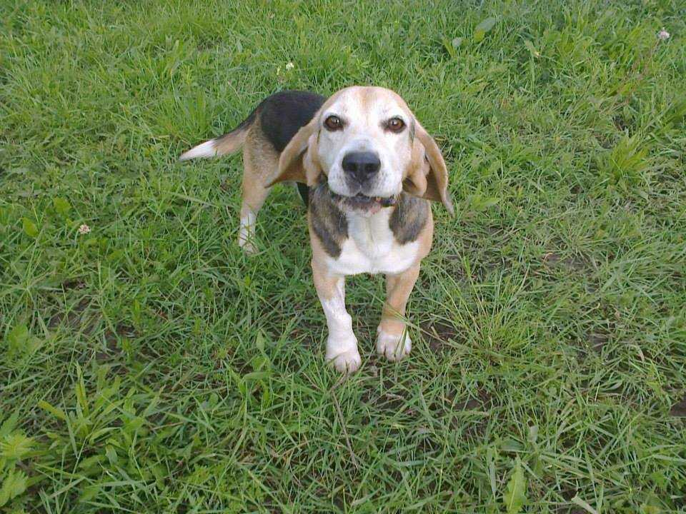 Soma, 11 &eacute;ves beagle