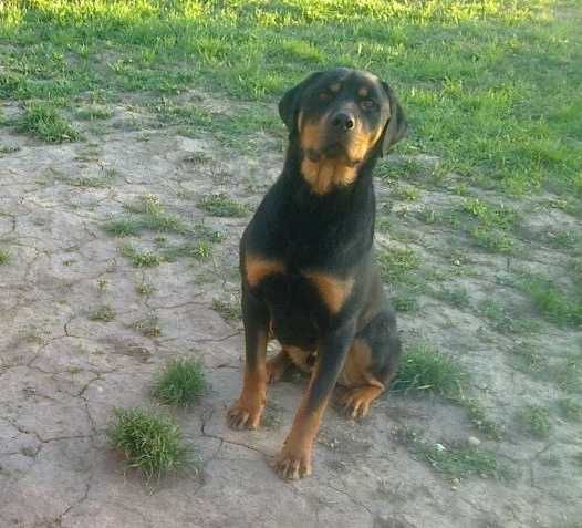 Axel, 2 &eacute;ves rottweiler