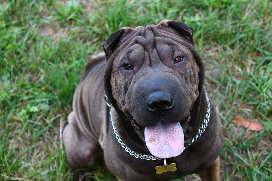 Zo&eacute;, m&aacute;sf&eacute;l &eacute;ves sharpei