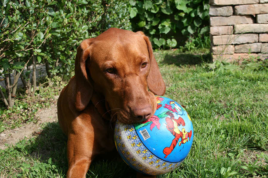 Rozi, 2 &eacute;ves magyar vizsla
