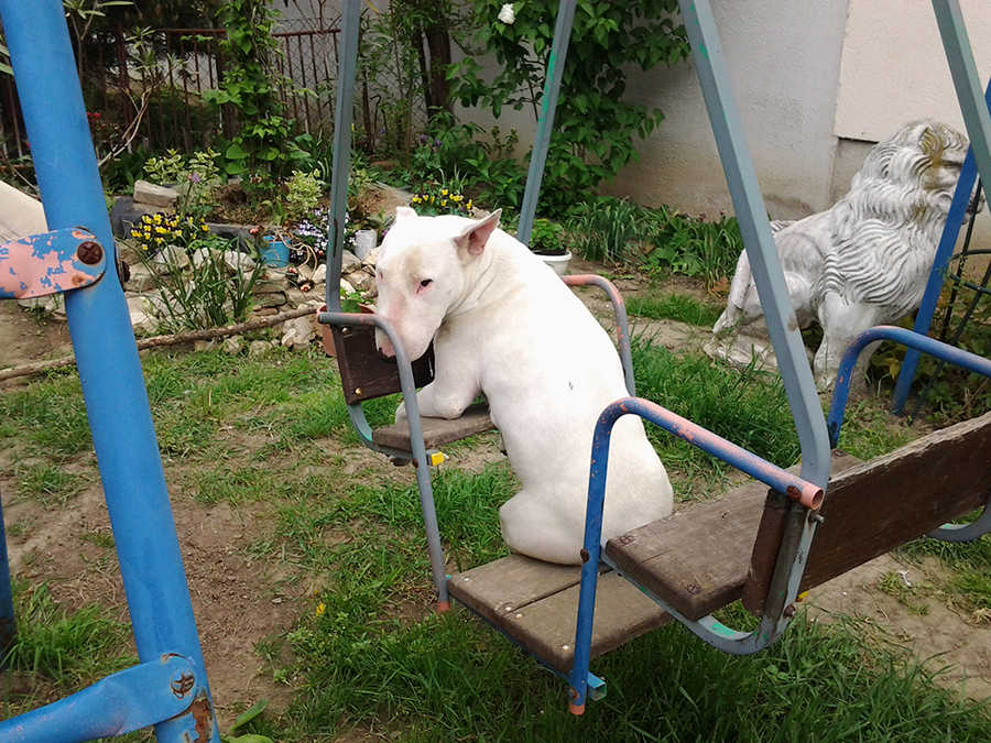 Amigo, 2,5 &eacute;ves bull terrier
