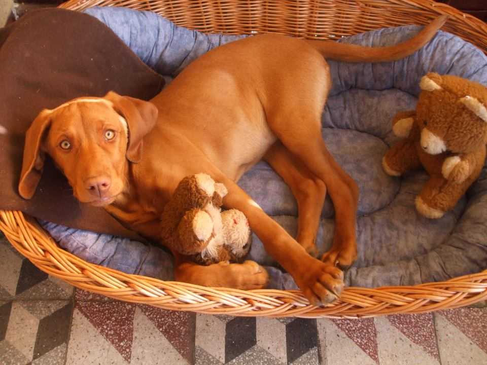 Lizi, 4 &eacute;ves magyar vizsla