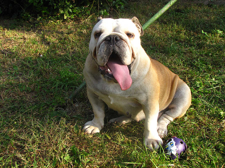 Kyra, 3 &eacute;ves angol bulldog