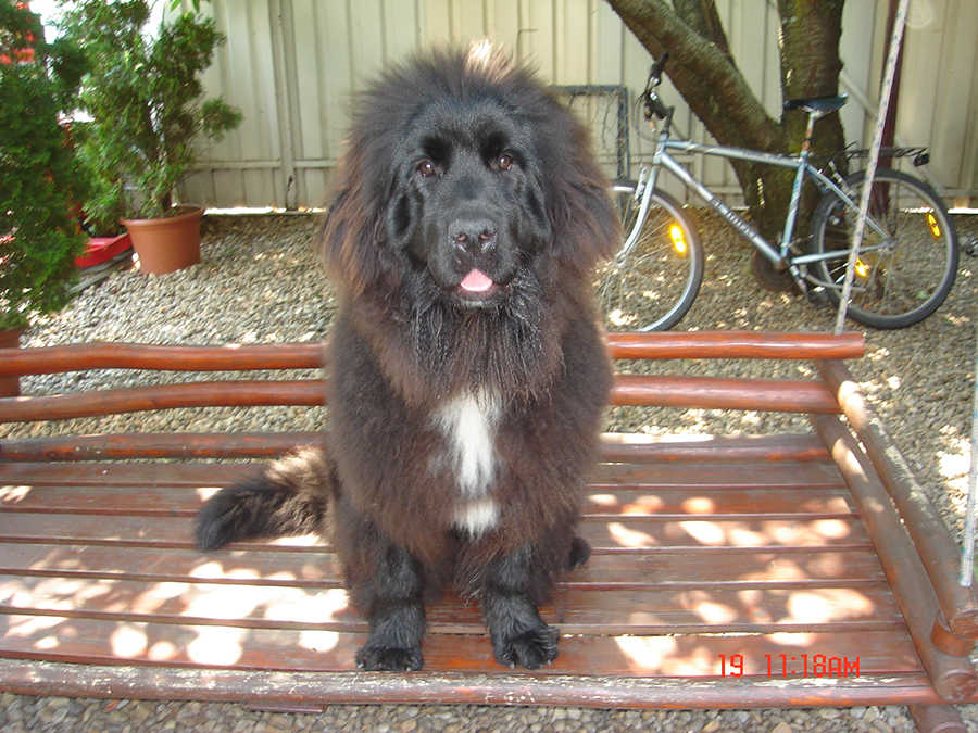 Molly, 9 h&oacute;napos