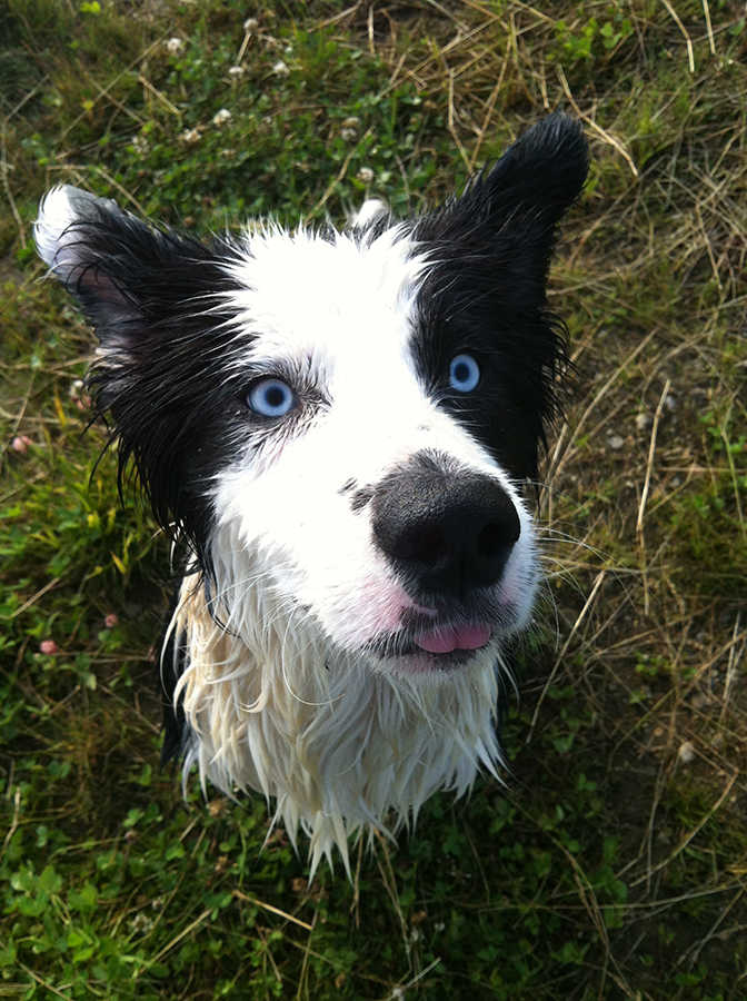 Marley, 8 h&oacute;napos border collie