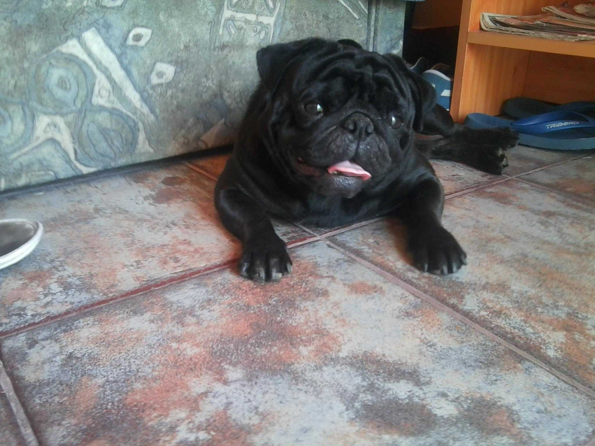 Sumi, 3 &eacute;ves mopsz