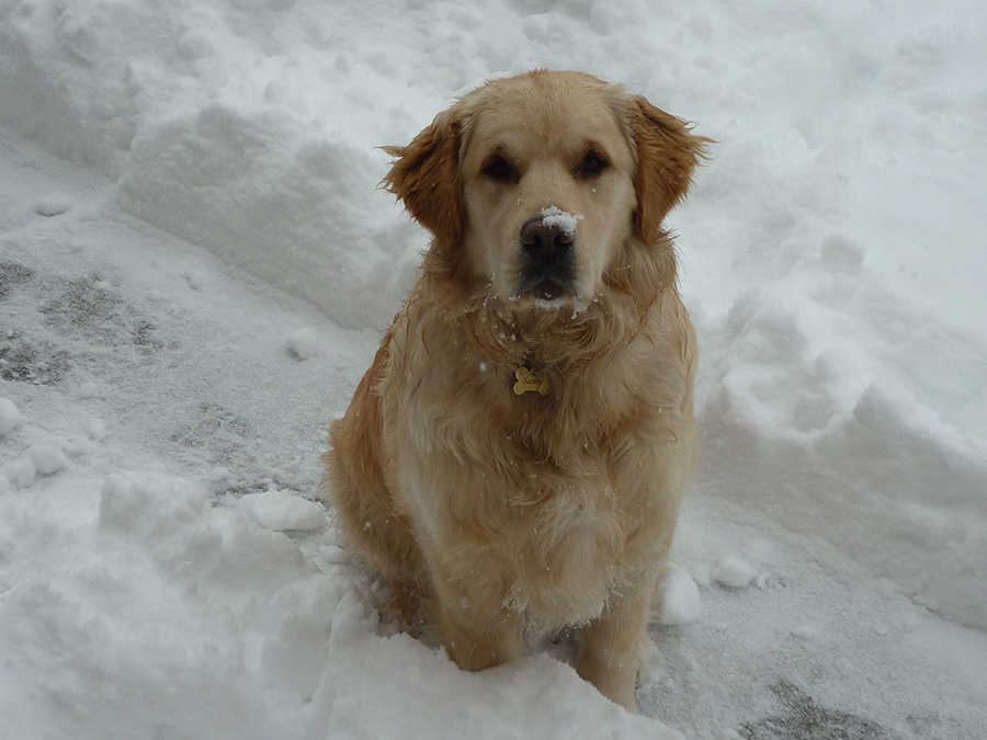 Samu, 1 &eacute;ves golden retriever