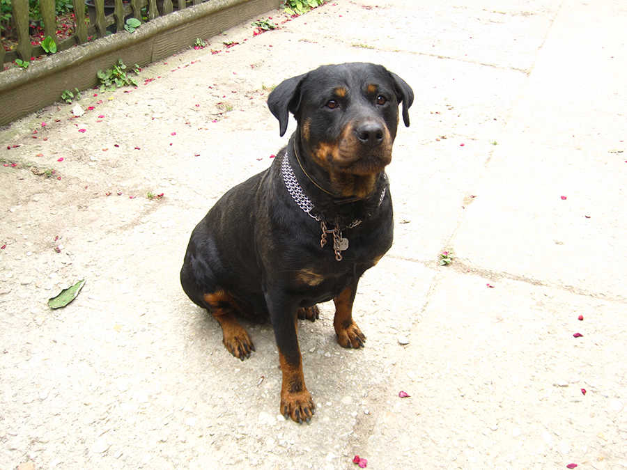 H&eacute;ra, 3 &eacute;ves rottweiler