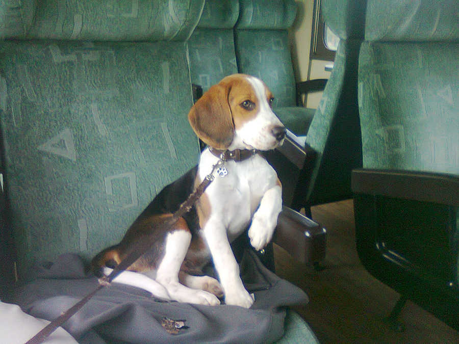 M&uuml;zli, 1 &eacute;ves beagle