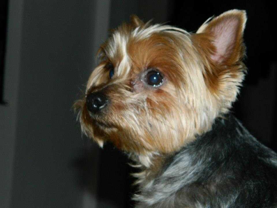 Mogyor&oacute;, 5 &eacute;ves yorki