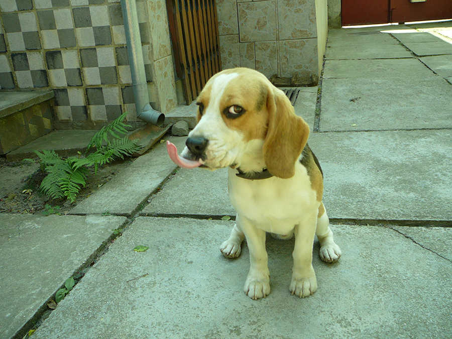 D&ouml;di, 1 &eacute;ves beagle