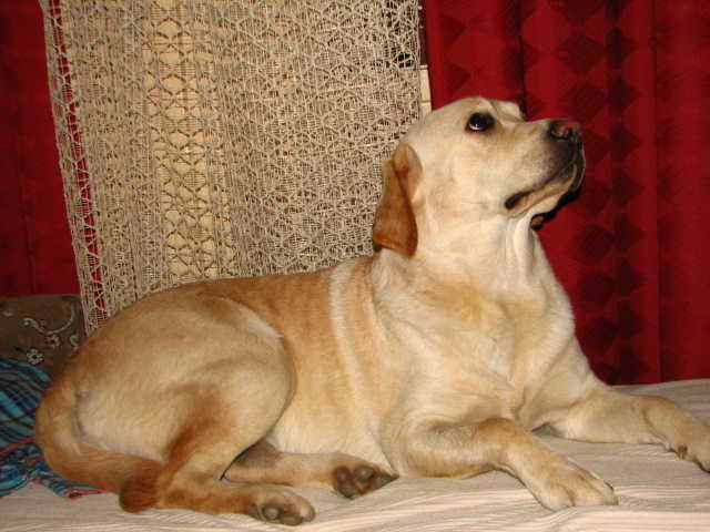 Tilli, 2 &eacute;ves labrador