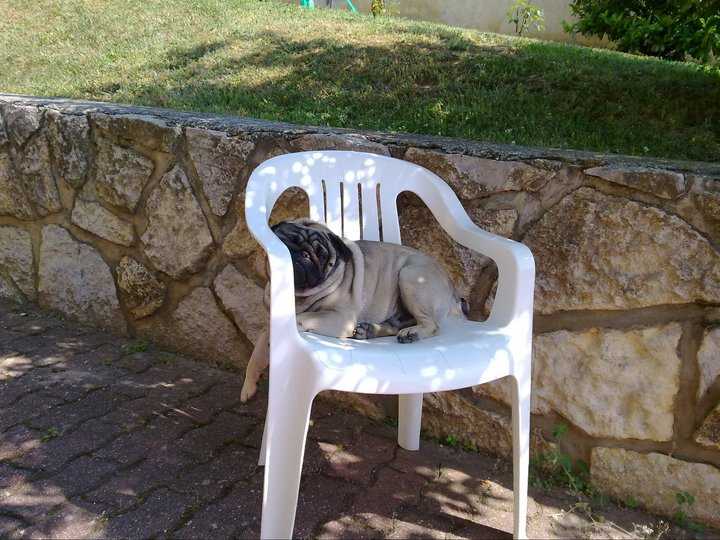 Franklin, 5 &eacute;s f&eacute;l &eacute;ves mopsz
