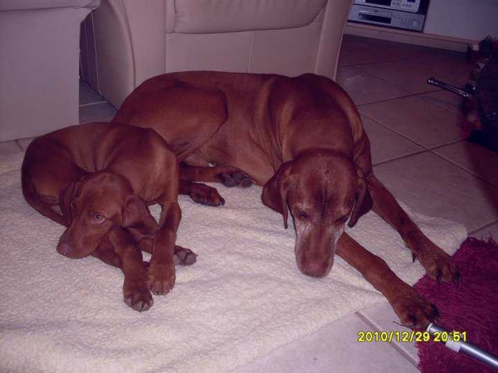 Kajla, 13 &eacute;ves magyar vizsla