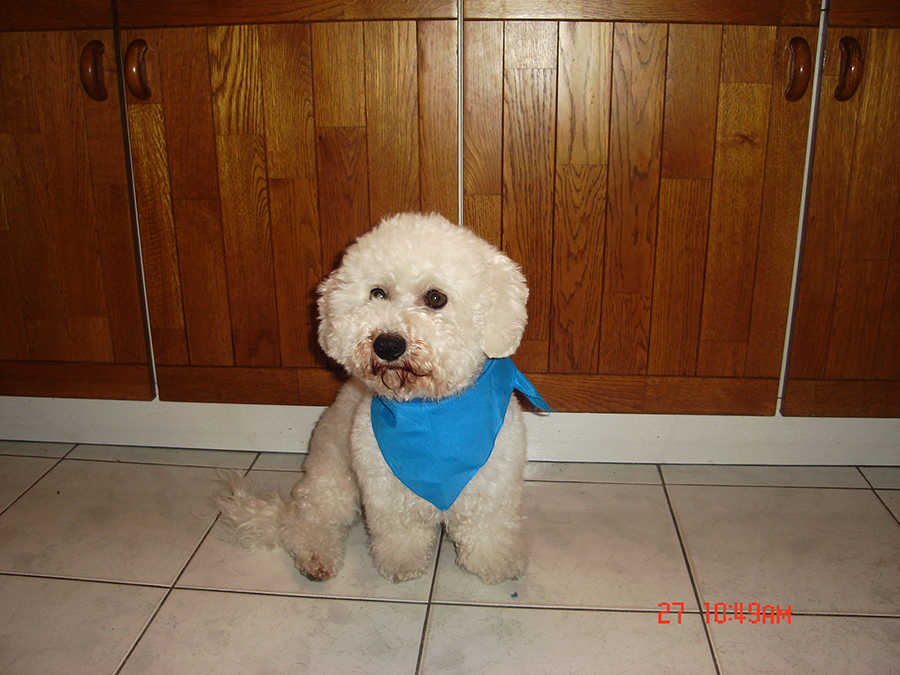 Lili, 5 &eacute;ves bichon fris&eacute;