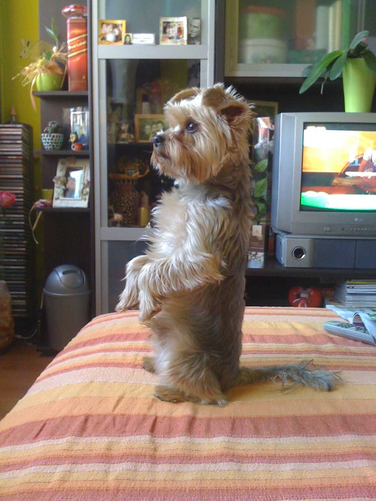 Montgomery, 7 &eacute;ves yorki