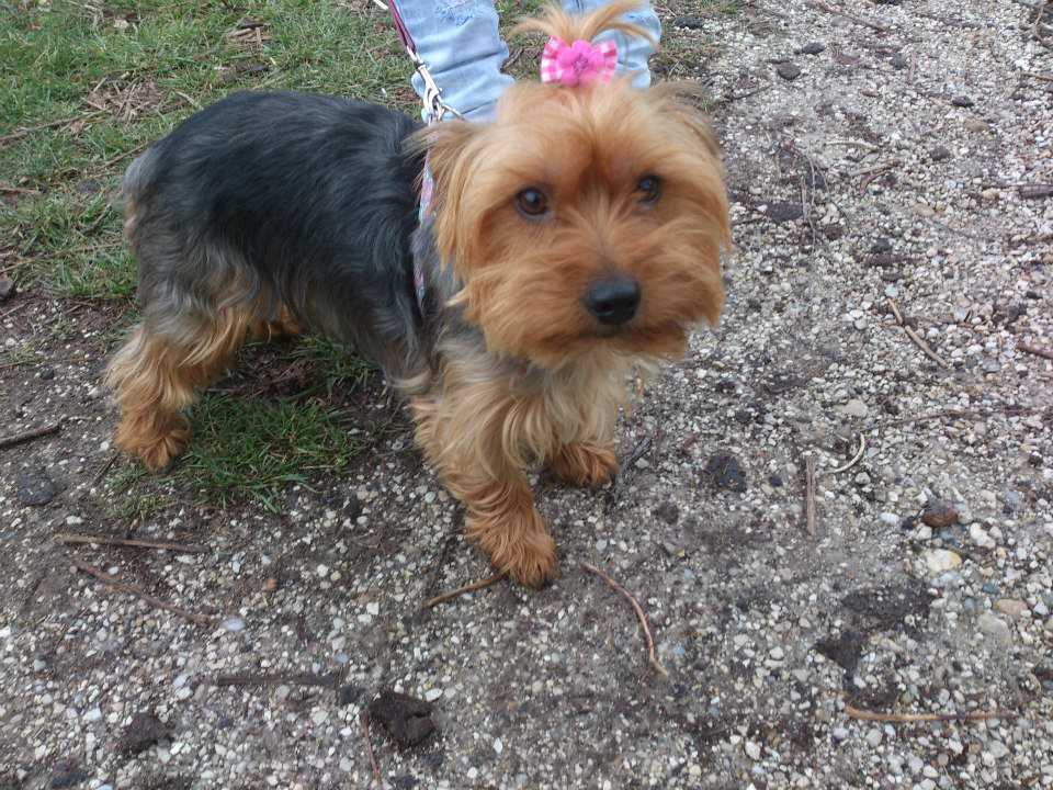 Lizy, 2 &eacute;ves yorkshire terrier