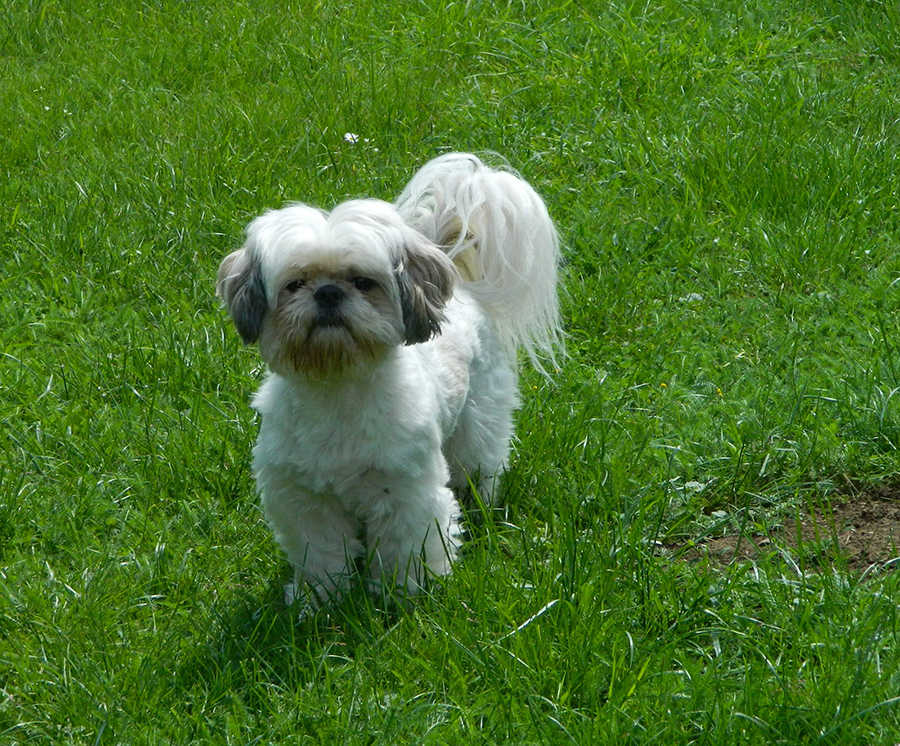 Pamacs, 5 &eacute;ves shi-tzu