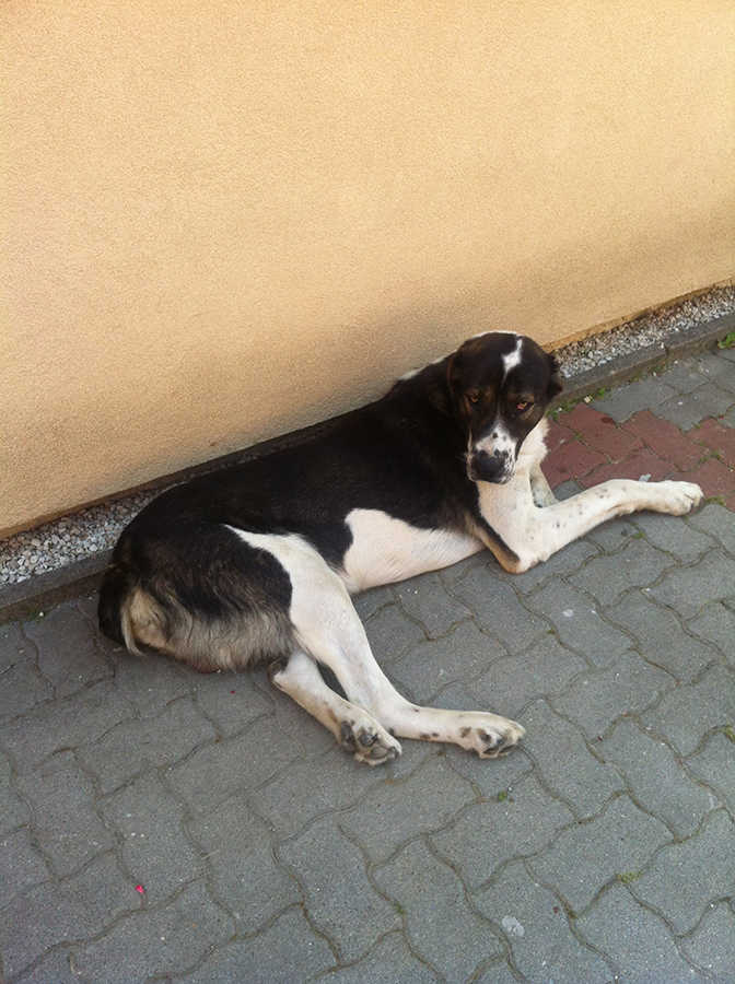 Alfi, 6 &eacute;ves k&ouml;z&eacute;p-&aacute;zsiai juh&aacute;szkutya