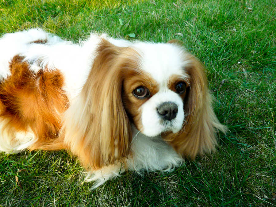 Abu, 7 &eacute;ves cavalier king charles
