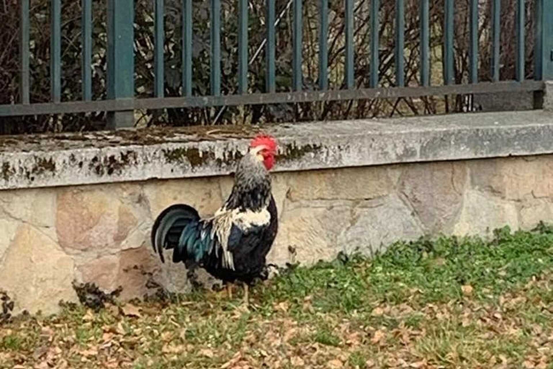 Hová tűnt a kakas, ami három hónapig tartotta lázban a szombathelyi ...