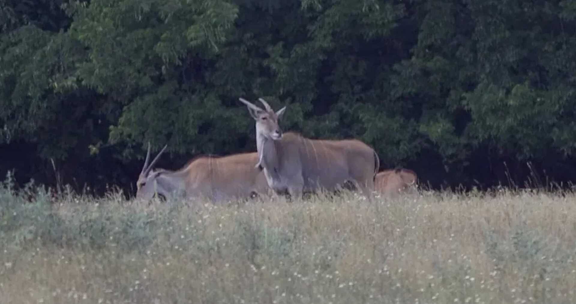 Hatvanpusztai Safari: Most épp antilopokat kaptak lencsevégre Kép