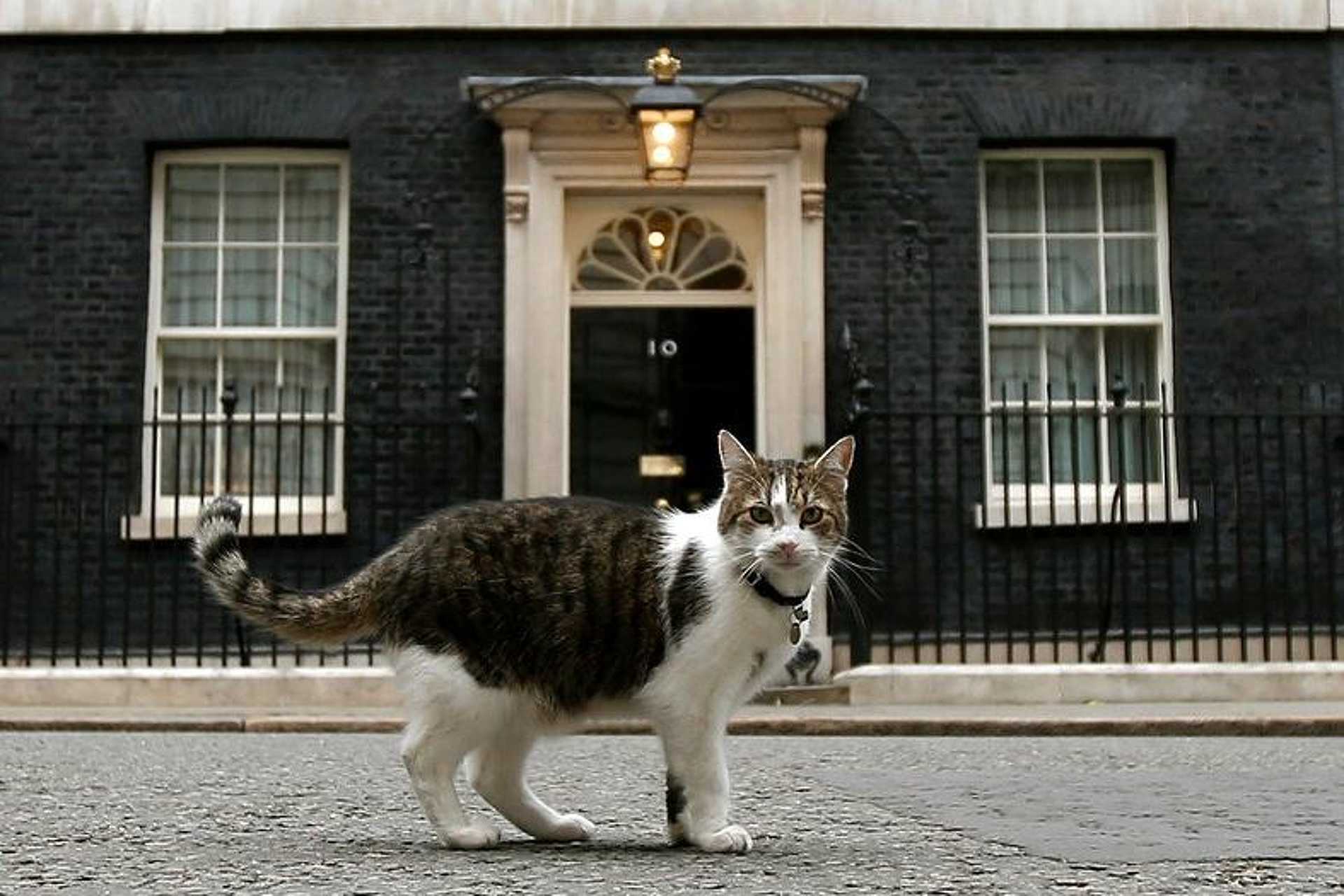 Кошка сидит на двери. The cat is in the house. Здоровая кошка. Кот ларри даунинг стрит. The cat is in the house.