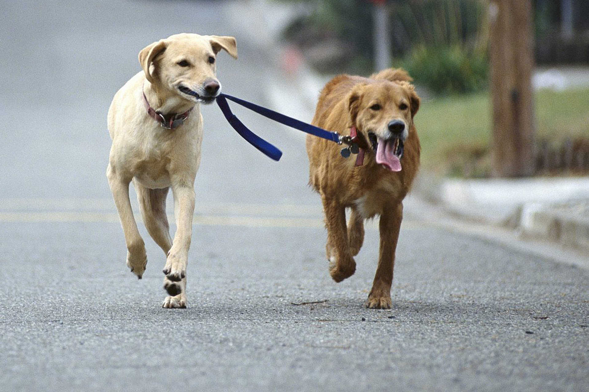 Поводок для собак. Собака на самовыгуле. Кто такая собака или. Кто такая собака или. Кто такая собака или.