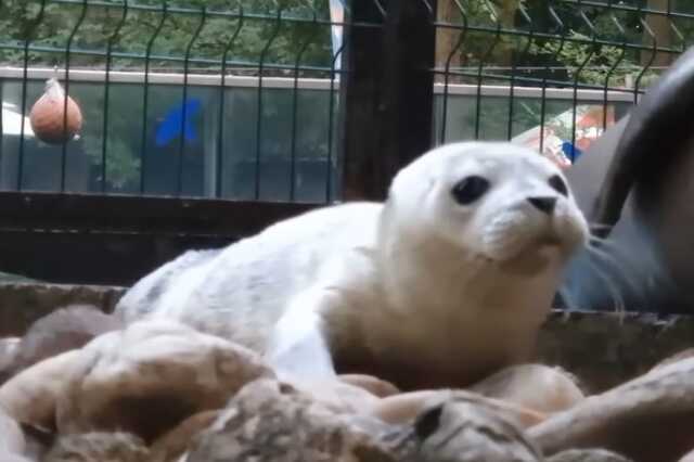 Peti