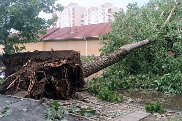 Kidőlt fa Debrecenben