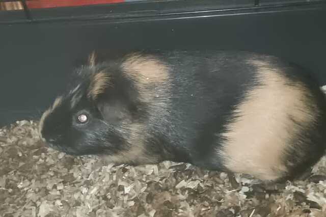 Tengerimalacot raktak ki a kukák mellé Szombathelyen