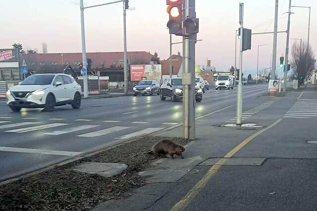 Hód a Zanati úton 