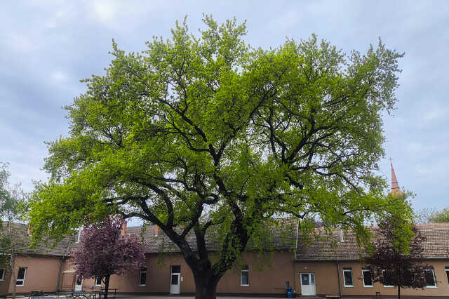 Az év fája