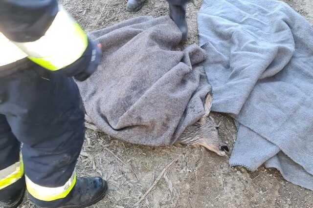 A jeges vízben kihűlt állat a partra szállítás után elpusztult