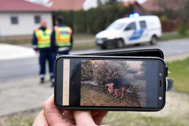 Kutyát ütött el egy Renault Söptén 
