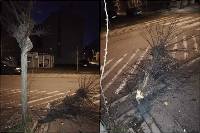 Megcsonkított fa a szombathelyi Szelestey László utca és a Wesselényi utca sarkán