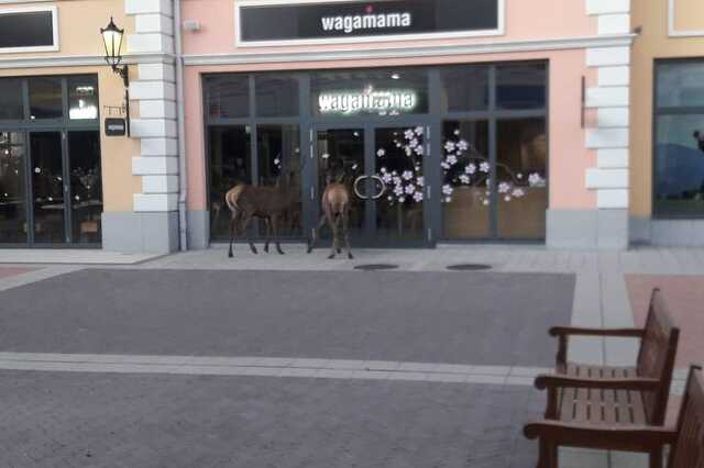 Szarvasok Parnodorfban