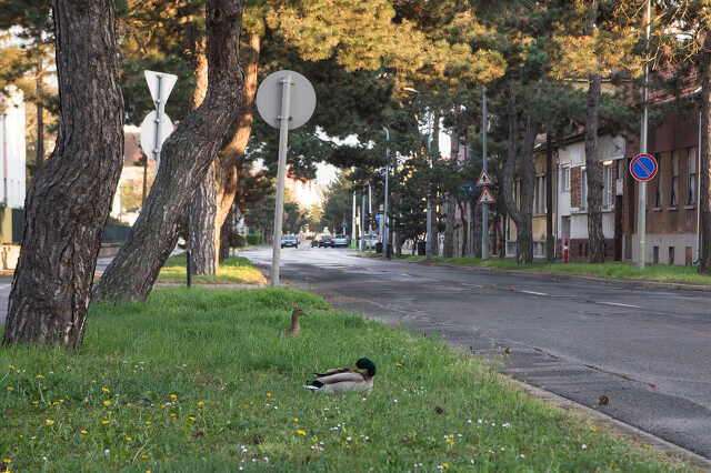 Kacsák a Paragvári utcában