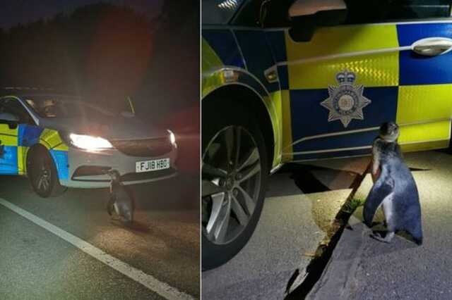 Szökött pingvin